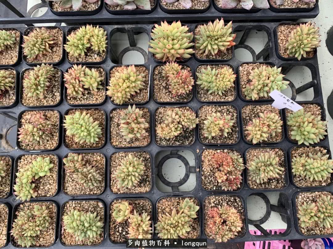 探访韩国肉锥大棚,记一次走访纪录片