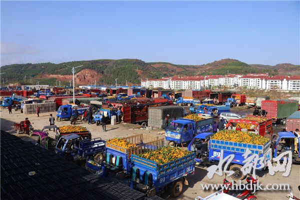「十堰」习家店镇柑桔俏销四方，带富一方百姓