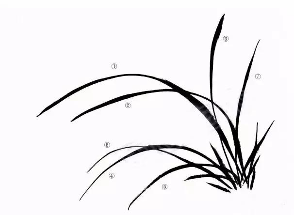 国画兰花绘画图,简单国画兰花画法教程