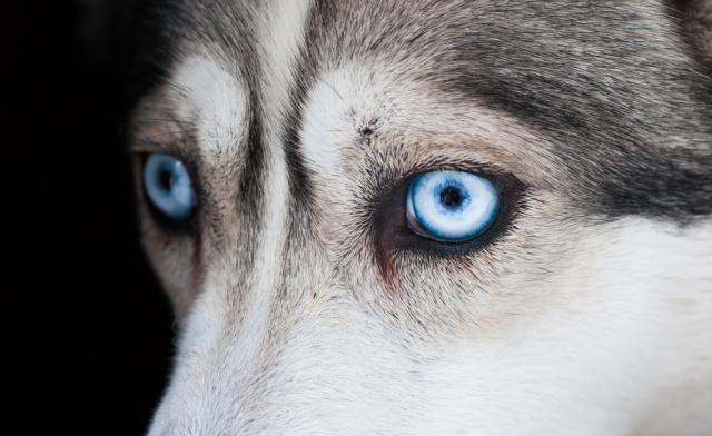 柴犬柯基傻傻分不清,柴犬分辨得出坏人吗