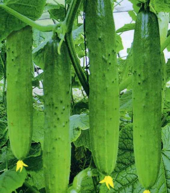 夏日饮食有讲究这三类食物要少吃,十大禁忌食物大全