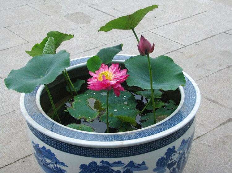 捡起泥巴种荷花,捡一个坛子种花