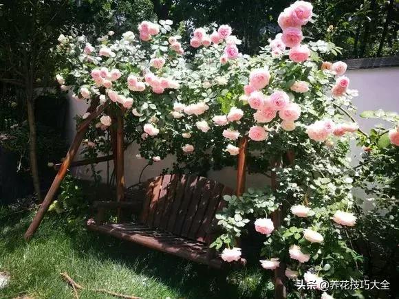 这十种爬藤花一开就是三年,3种极品爬藤花30天爬满庭院农村