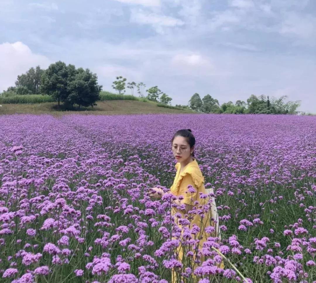 承包你的最美夏天！快来双流这个小普罗旺斯打卡