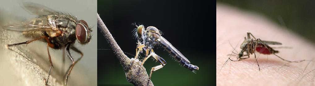 双翅目昆虫的特征是什么,半翅目昆虫有哪些典型特征