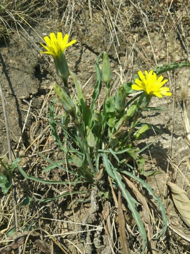 农村山上的那种黄色的野菊花,野生路边菊图片大全