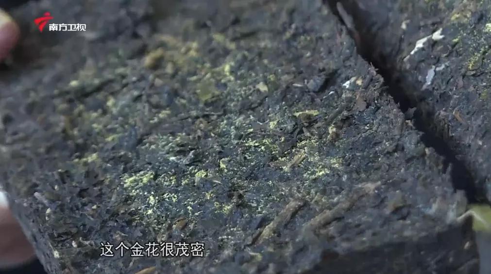 广西上品六堡茶,广西六堡茶业