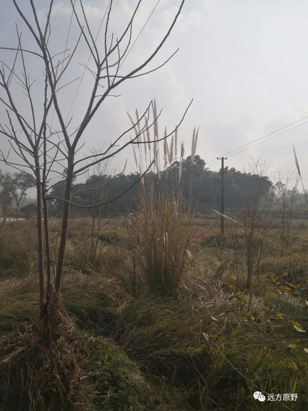 你想要的田园生活在哪里,你所向往的生活是什么