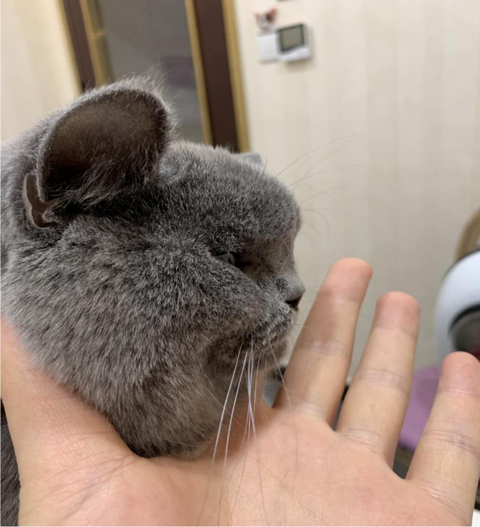 猫咪额头突然肿起来到底是什么原因导致的？你知道吗