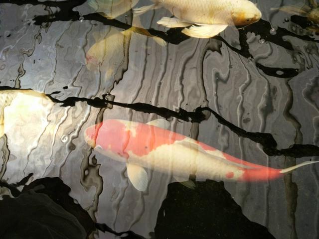 初次养观赏鱼的正确方法,观赏鱼定期检疫方法