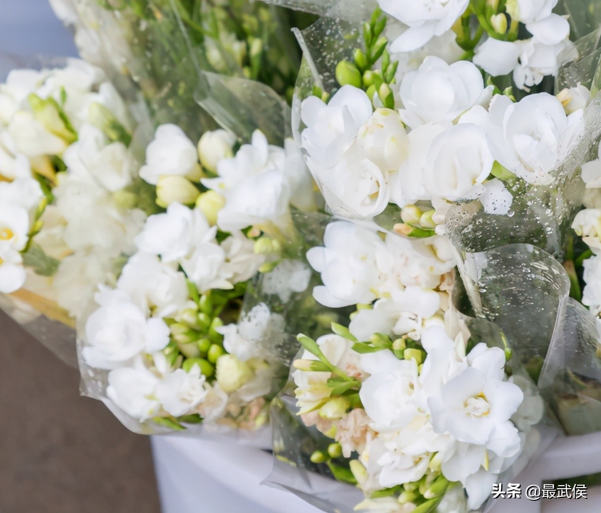 超便宜！成都铁轨下的花市5元买回一个春天！