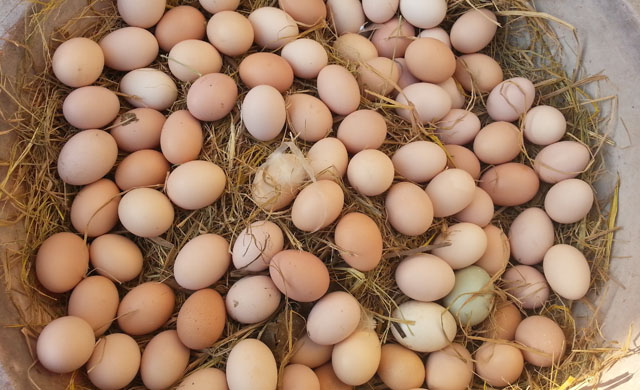 蛋鸡减蛋是什么原因引起的,蛋鸡产蛋下降怎么治疗