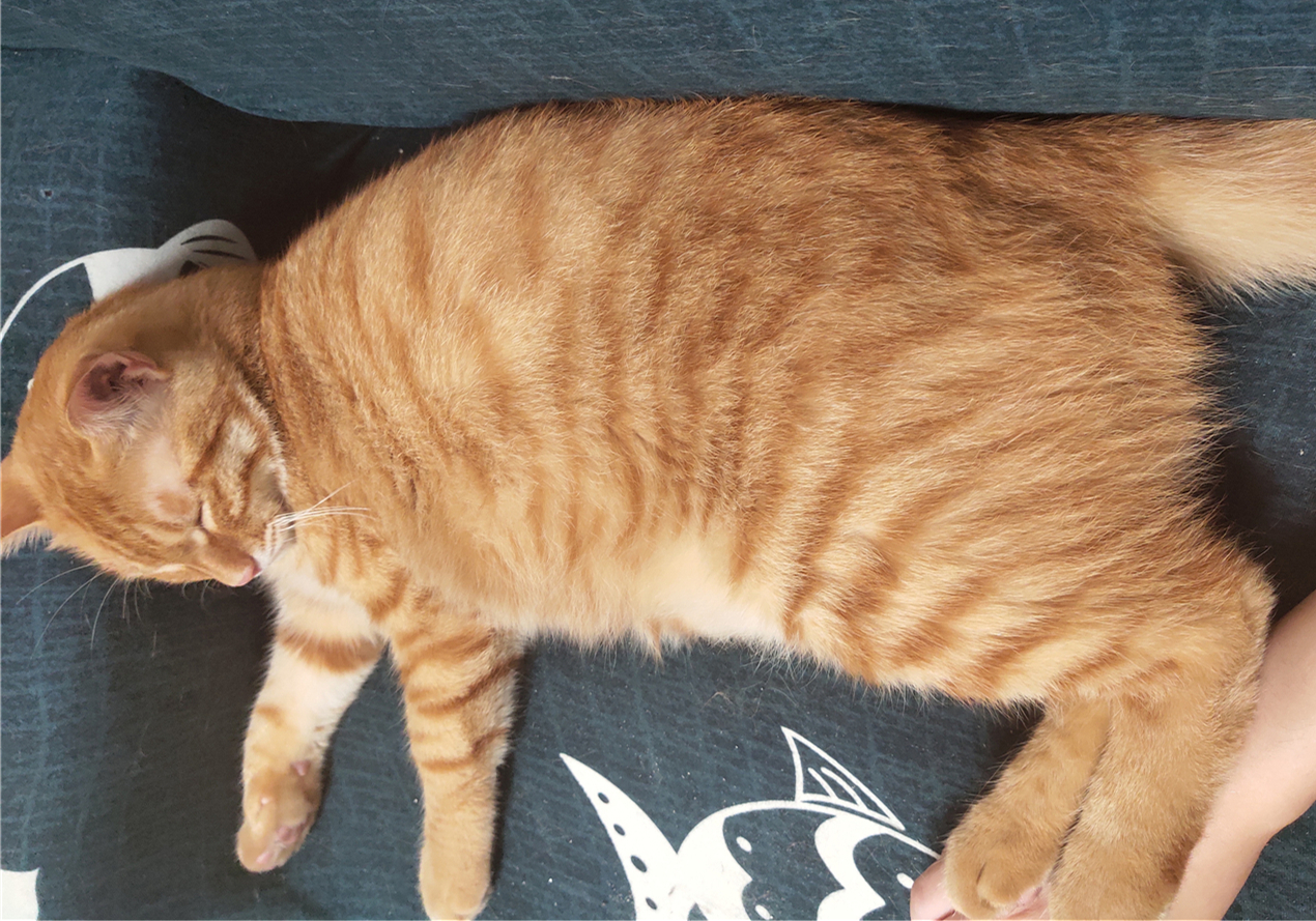 铲屎官用风油精对猫咪有什么影响,抽烟会不会导致猫咪得猫鼻支