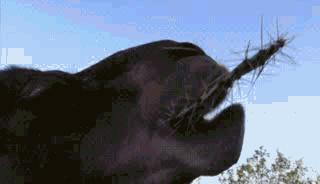 同样都是血肉之躯,仙人掌上那么多刺为啥骆驼还能吃