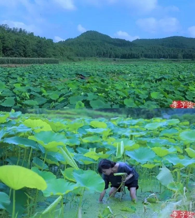 有一种向往叫西双版纳,有一种向往叫诗和远方完整版