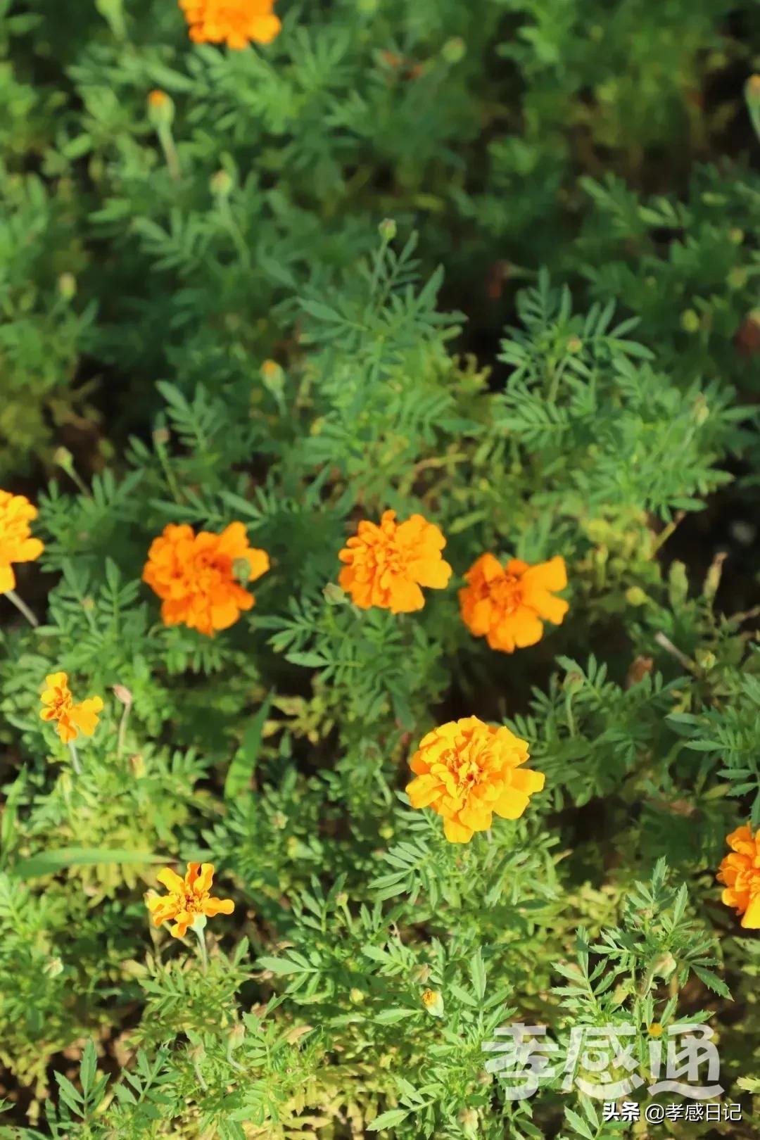 孝感出发旅游攻略路线,湖北孝感的旅游攻略