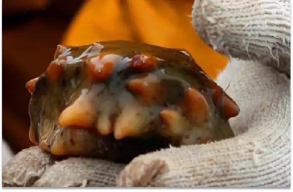 大连海参品牌大全,海参品牌打造