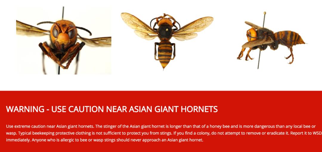 杀人蜂为什么那么可怕,杀人蜂到底有多厉害