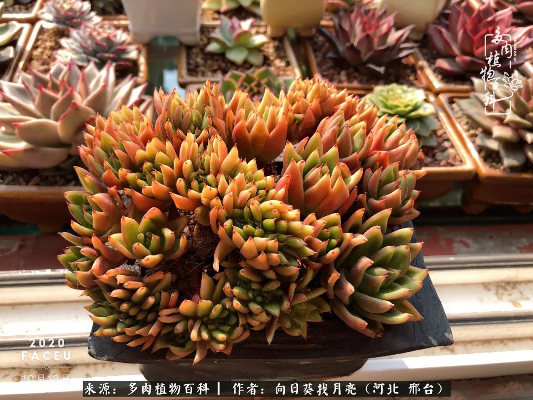 耐高温适合露养的多肉,冬日的露养多肉