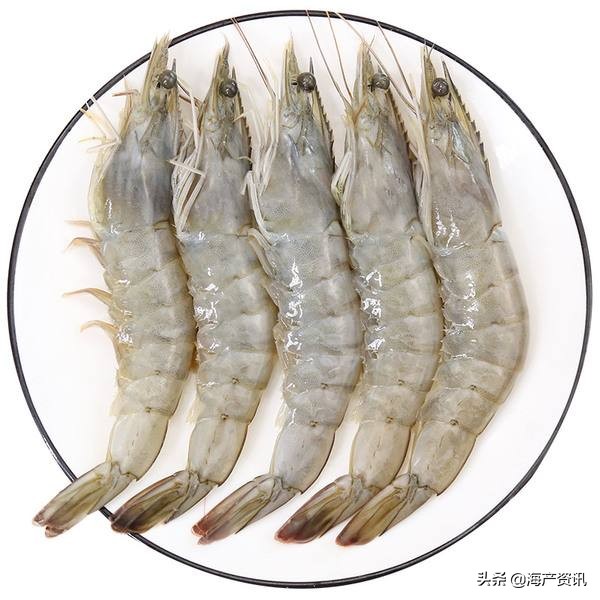 白虾厄瓜多尔盐冻和水冻的区别,厄瓜多尔白虾盐冻和水冻价格