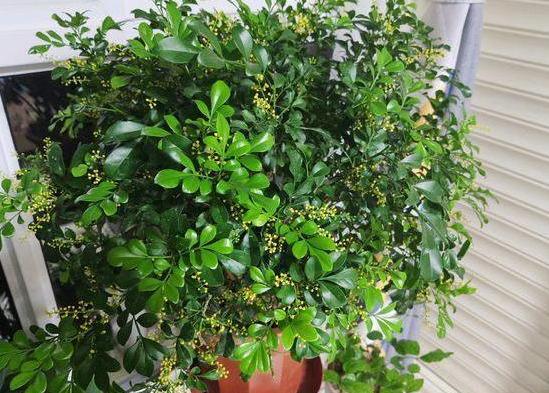 家庭盆栽米兰如何养护和浇水图片,家庭如何养好米兰花盆栽