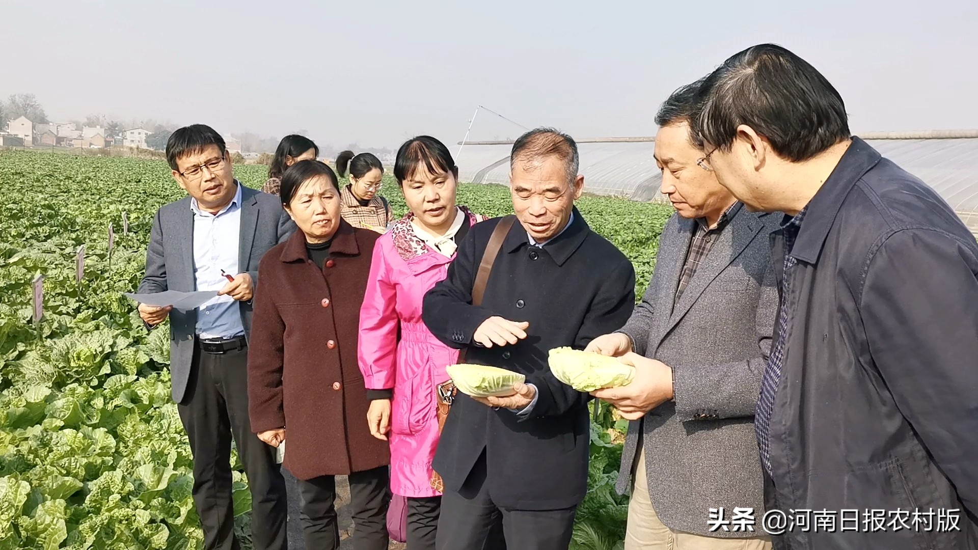 一颗白菜如何迸发巨大能量？品质品牌叠加，科研科技支撑！“小河白菜”迎来发展大空间