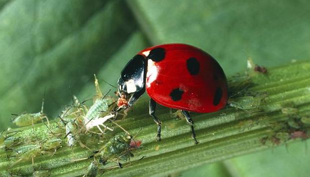 娘胎里就能怀孕?生存智慧再高,也躲不过七星瓢虫
