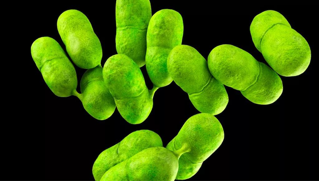 加拿大食品事故,加拿大国内的食品安全