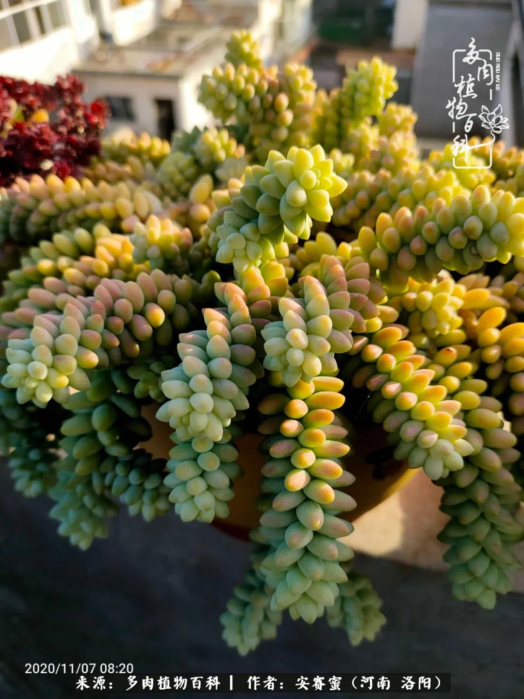 现在是多肉最美的季节,多肉最美的季节来啦