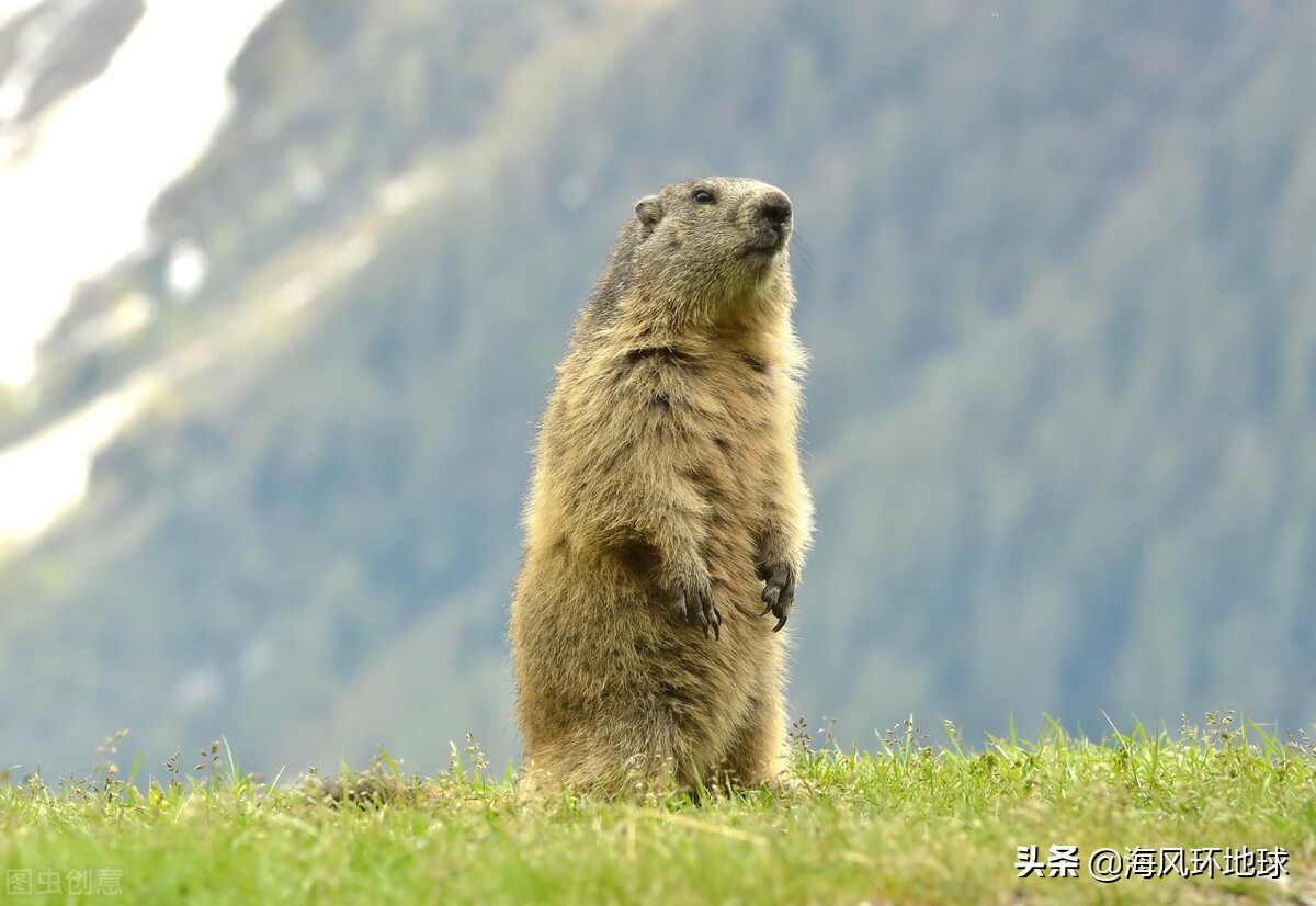可可西里生命禁区是真的吗,进入生命禁区可可西里