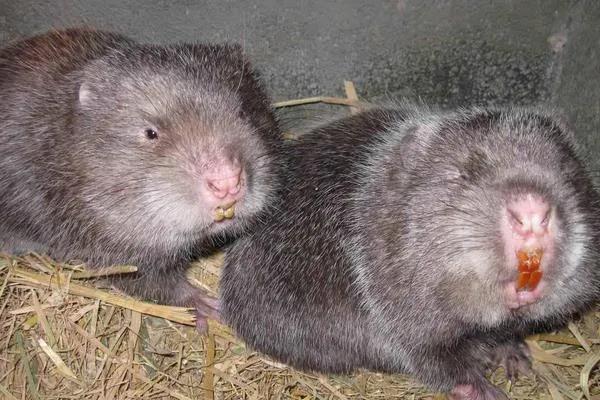 农村未来养殖什么能赚钱,在农村养殖什么最赚钱最长远