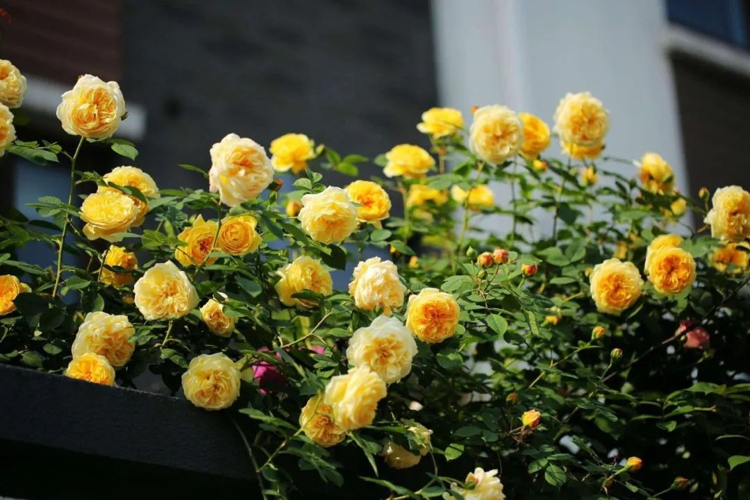 6月即到，阳台上的盆栽月季这样养必能爆花到让你欣喜