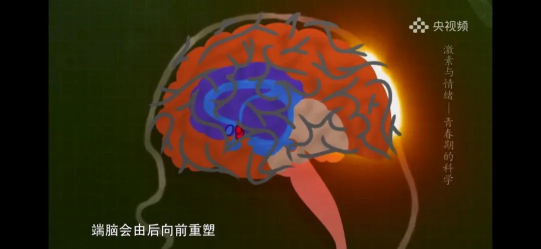 提前发育的孩子要注意什么,如何正确认识孩子提前发育