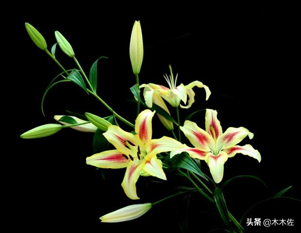 百合花公司简介,百合花简介300字