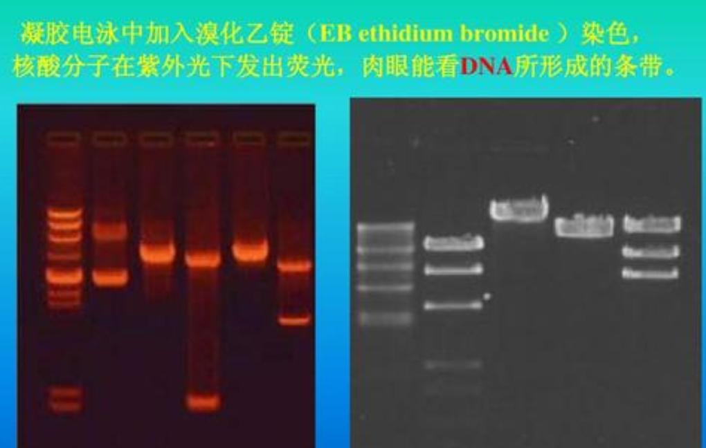 核酸检测pcr的方法,pcr核酸检测技术结果分析