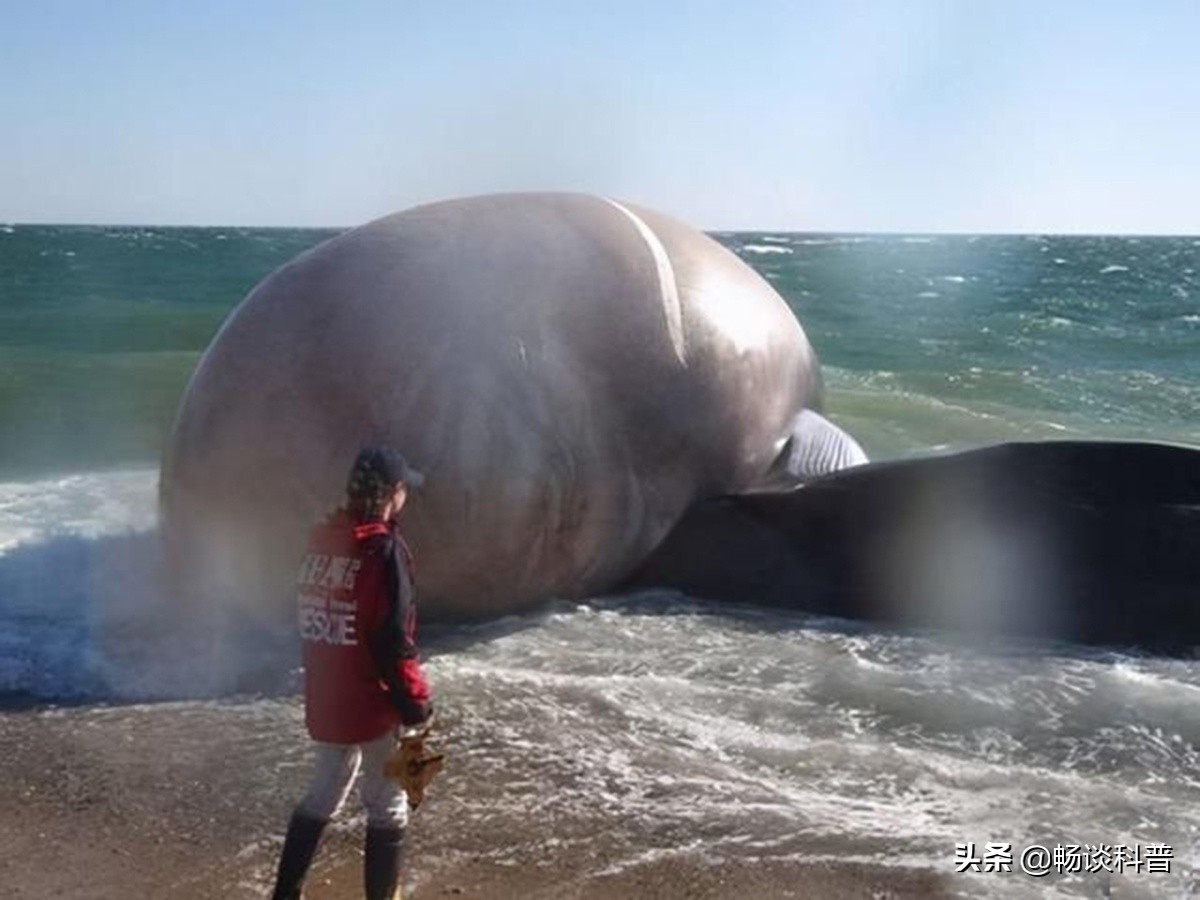 为什么世界上最香的物质和最臭的“生化*器武**”都来自于鲸鱼身上？