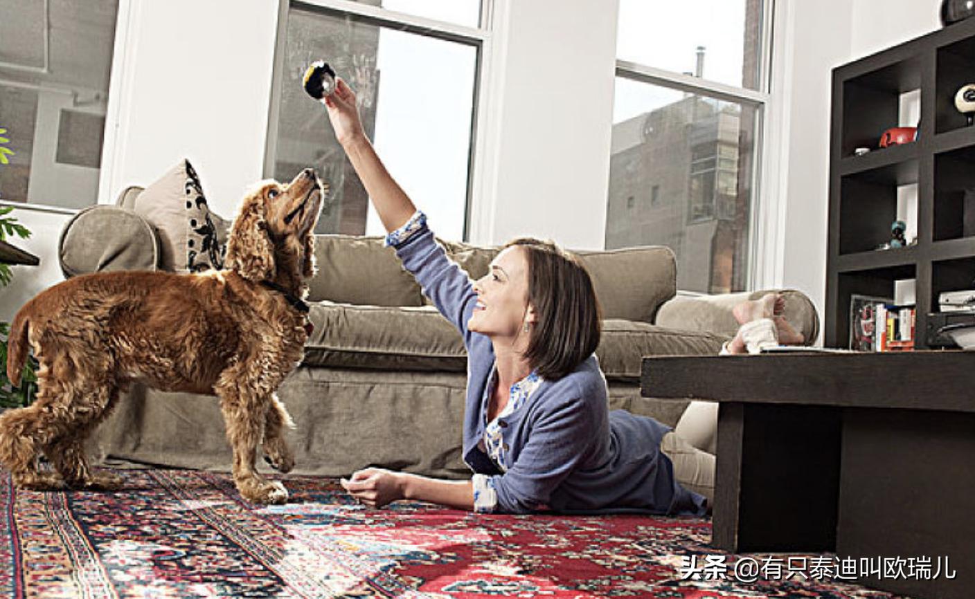 狗狗最喜欢的玩具去哪儿都会带上,小伶玩具狗狗的零食