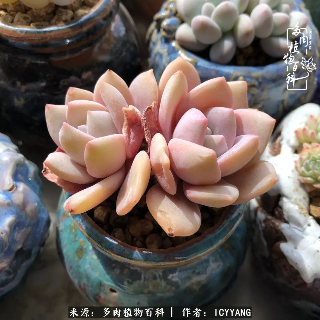 多肉隔着玻璃晒太阳效果好吗,隔着玻璃养的多肉照样长得好