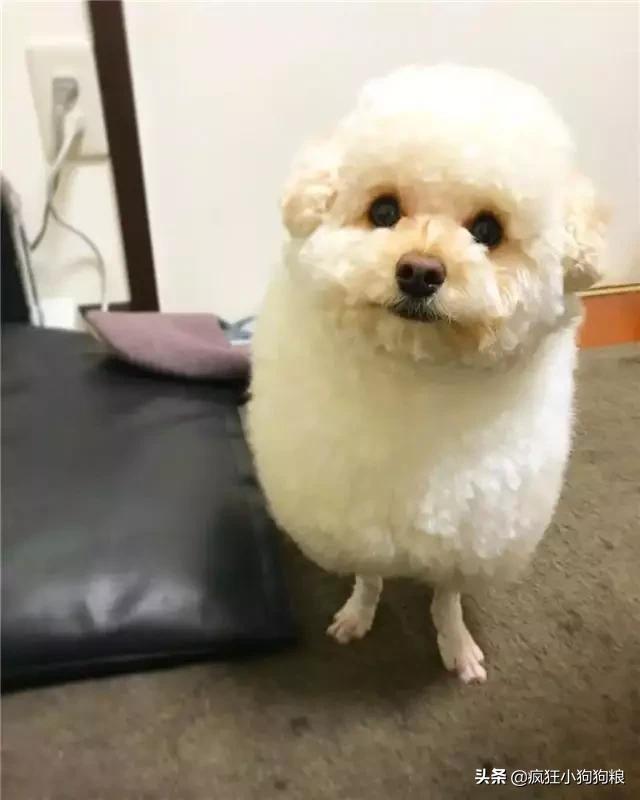 泰迪造型咩咩,泰迪可爱造型大全集