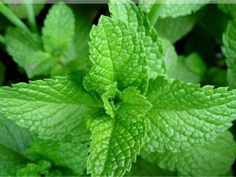 薄荷植物种植,怎么种植薄荷叶才会更大