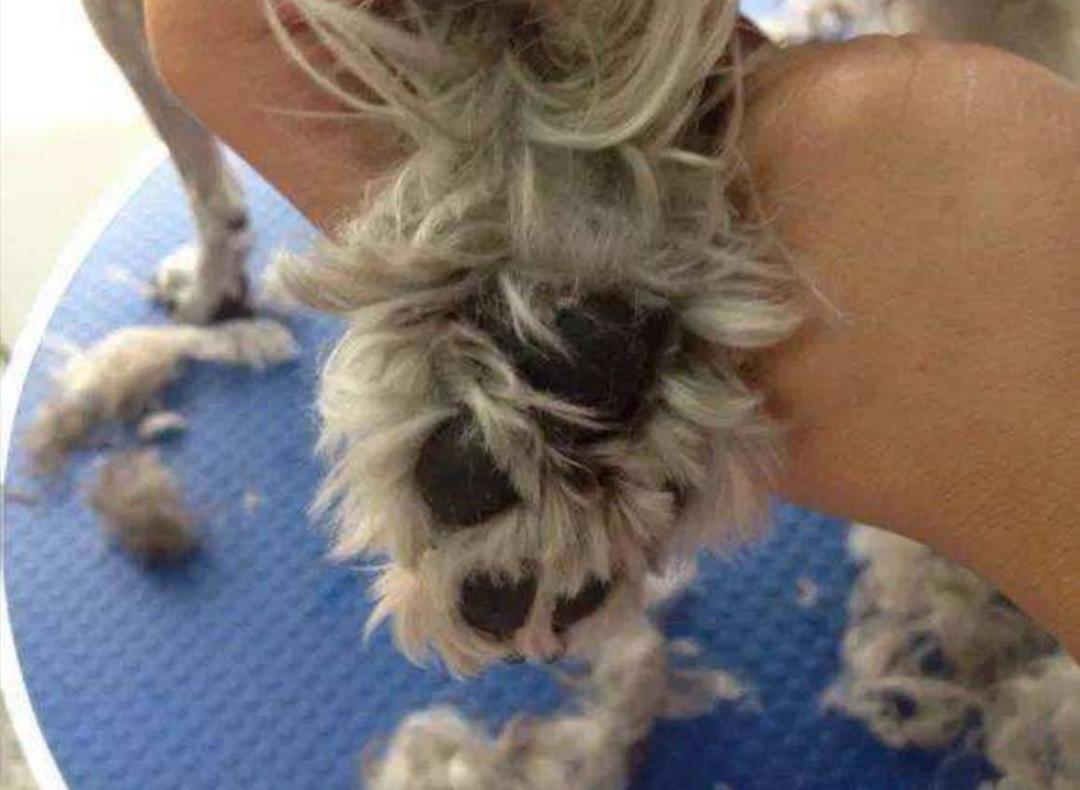 狗狗趾间炎怎么治不肯擦脚,狗狗每天洗脚会趾间炎吗