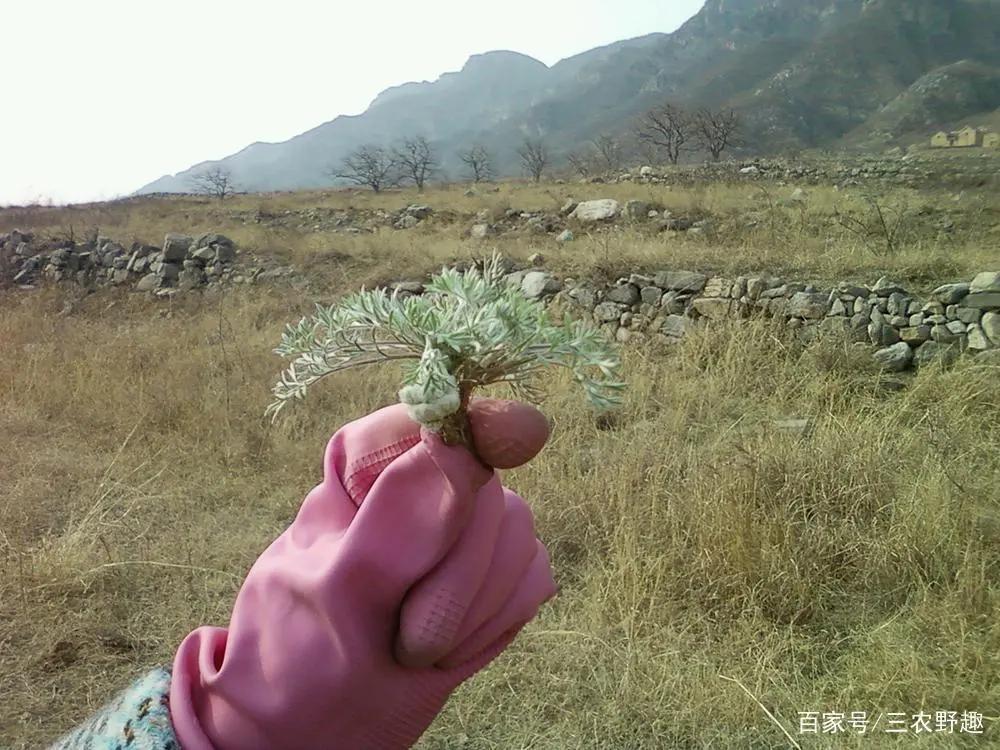 长得酷似草,但是曾经过穷人一命,如果现如今价值连城?