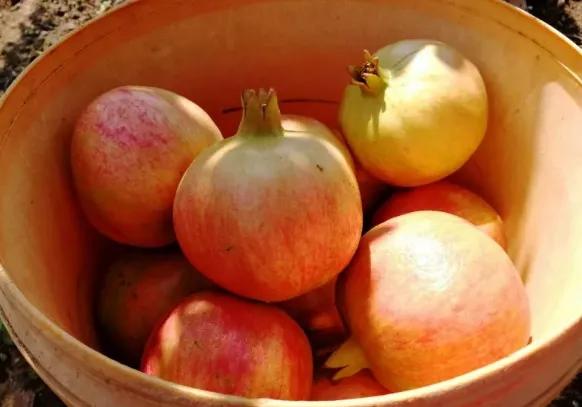 好吃不吐籽的突尼斯软籽石榴来了,被誉为可以吃的雅诗兰黛软籽石榴