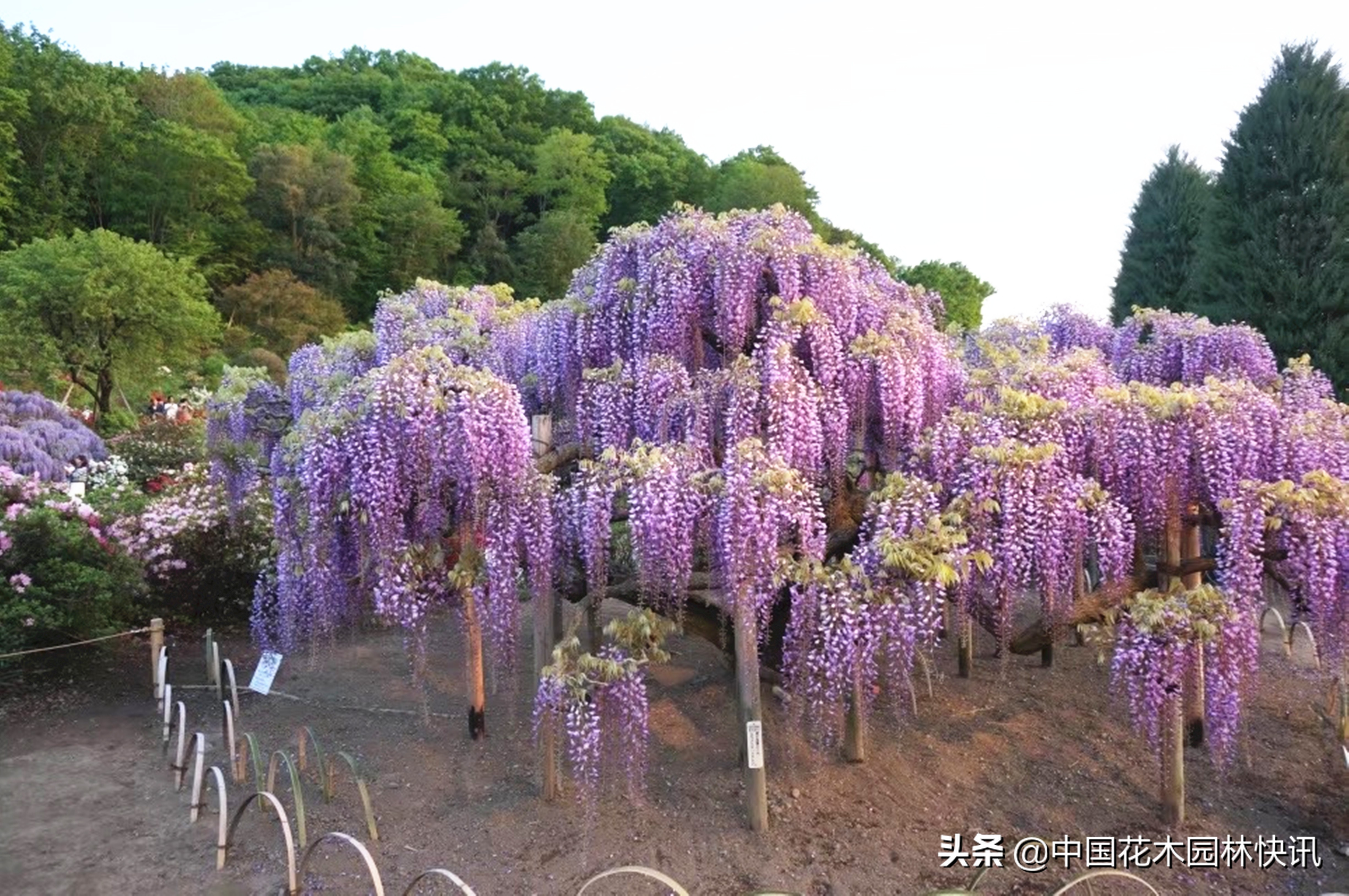 日本最美紫藤园,日本紫藤花美景