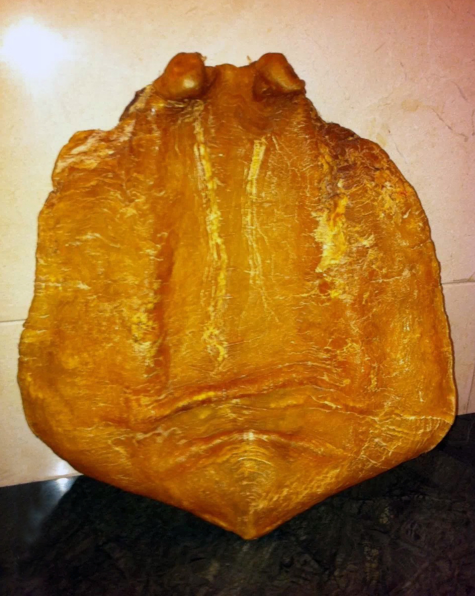 老花胶跟嫩花胶有什么区别,到底多少年的花胶才算老花胶