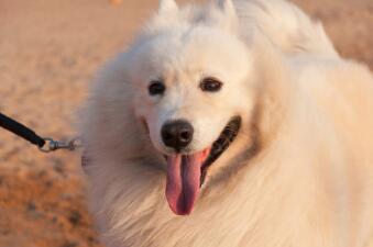 宠物用品展览会义乌,宠物用品展览会深圳报名