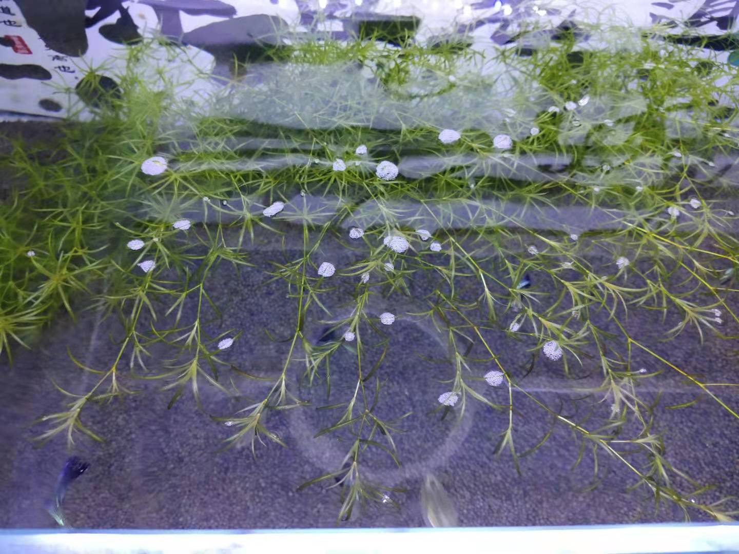 水体过肥对鱼有影响吗,肥水过多怎么解决水质问题