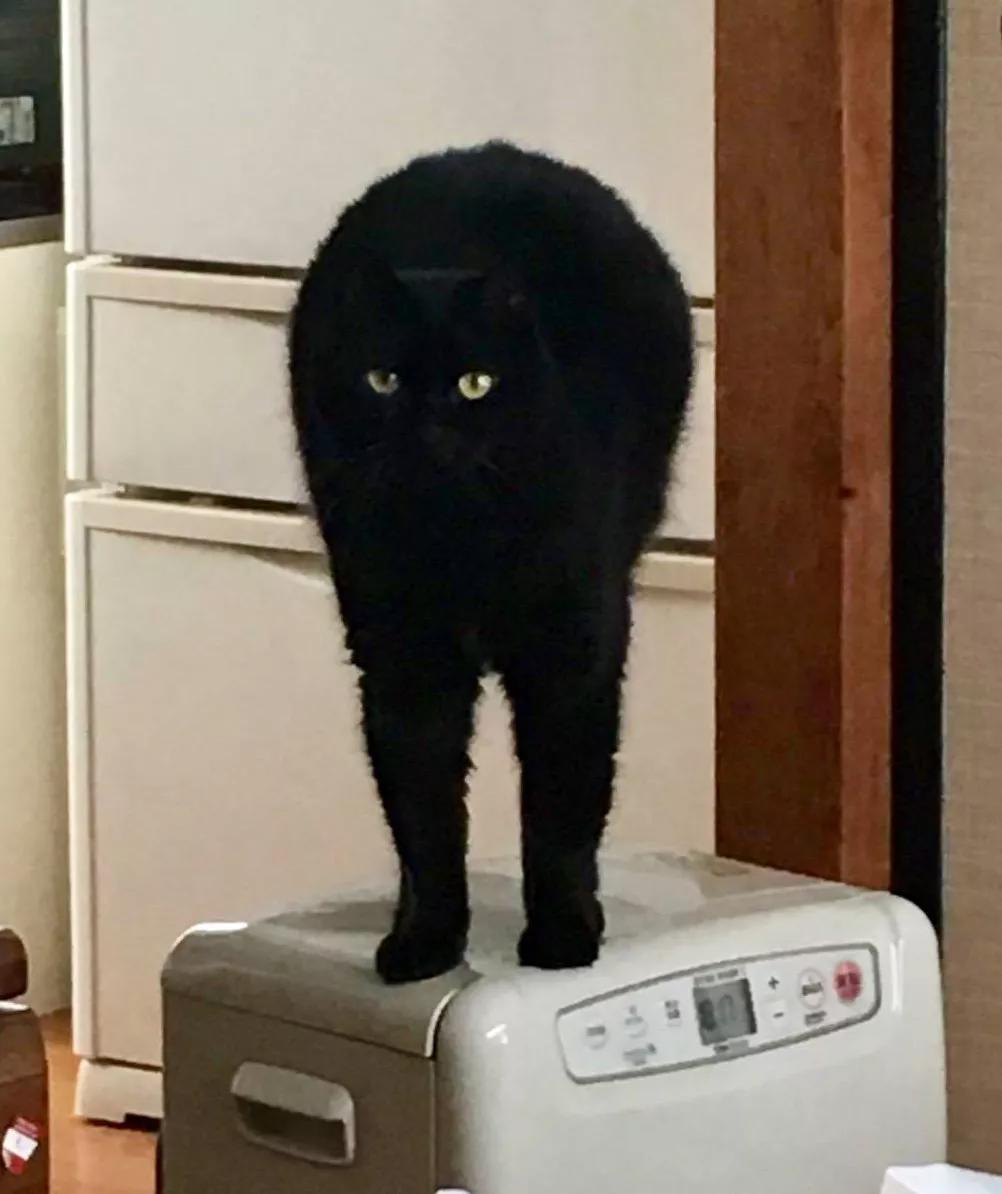 动物沙雕表情包搞笑,沙雕模仿动物表情包