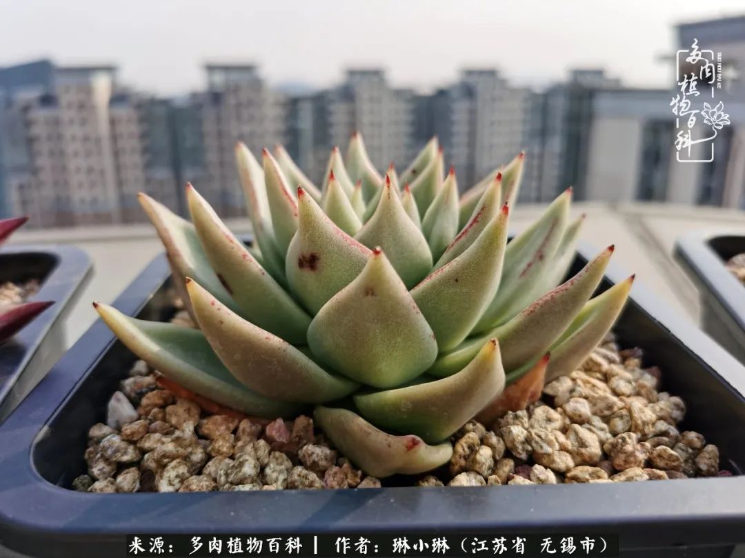 多肉变美是需要时间的,千万别辜负了多肉变美的黄金季节