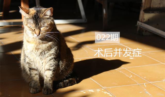 猫咪做完手术后的注意事项,猫咪手术后防止发炎